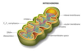 MITOCHONDRIAL HEALTH