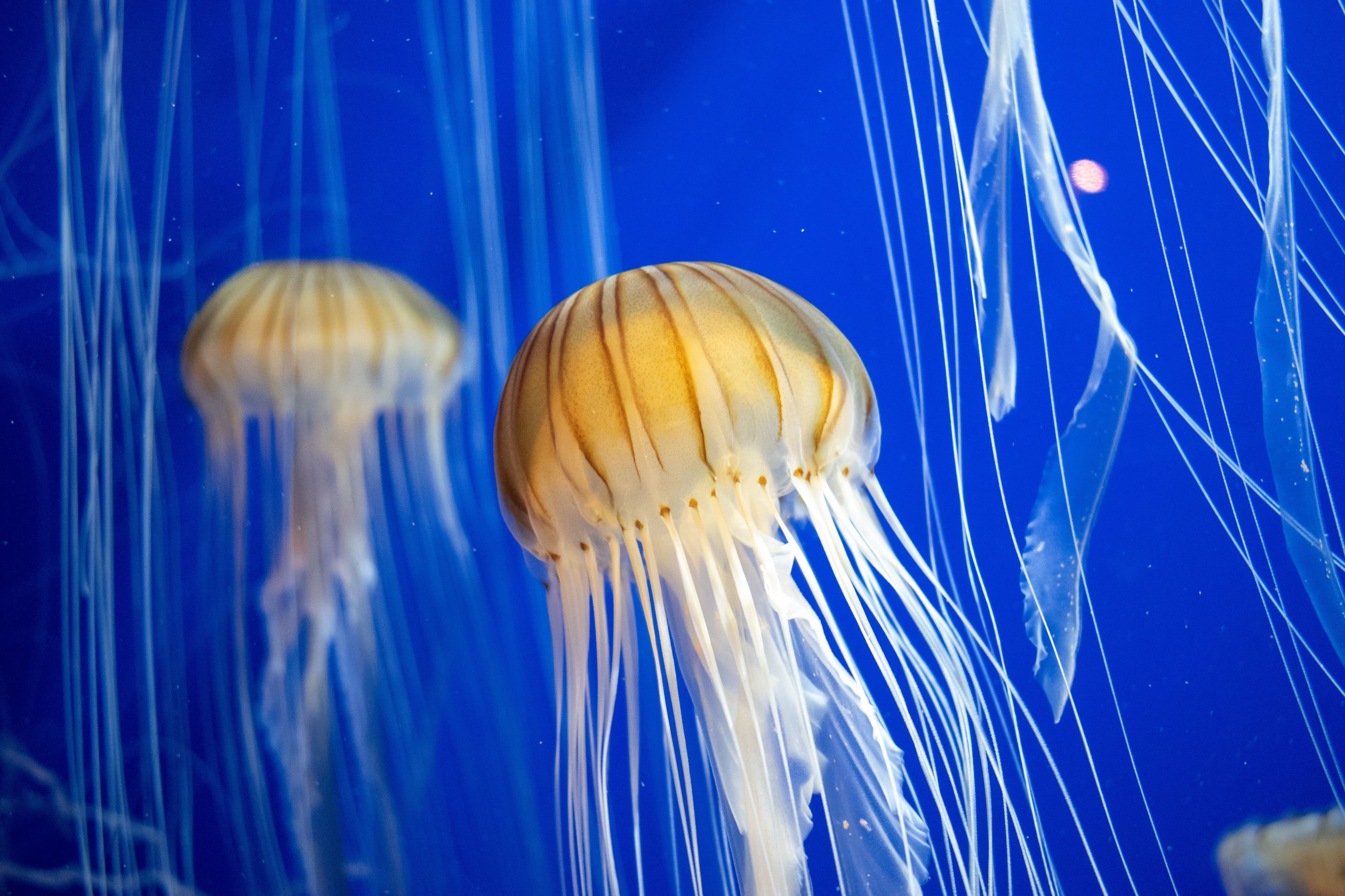 2027 NERVOUS SYSTEM RESILIENCE WEBINAR